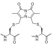 Bio-Synthesis Inc. Oligo Structure